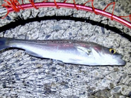 焼津港　シーバス、カサゴ好調　石津浜ではヤ…